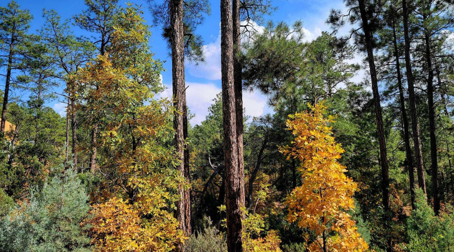 Fall foliage surrounds the home