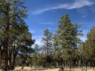 4871 Bald Eagle Way, Happy Jack, Arizona 86024, ,Land,For Sale,Bald Eagle,91601