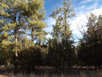 995 Eagle View Drive, Happy Jack, Arizona 86024, ,Land,For Sale,Eagle View,91607