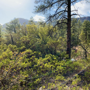 Views of Strawberry Mountain!