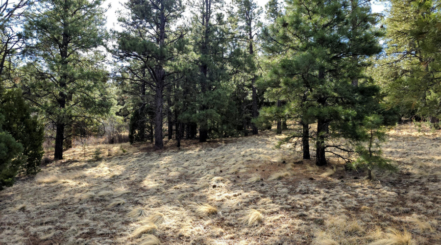 Lot 8 Red Cabin Ranch 11