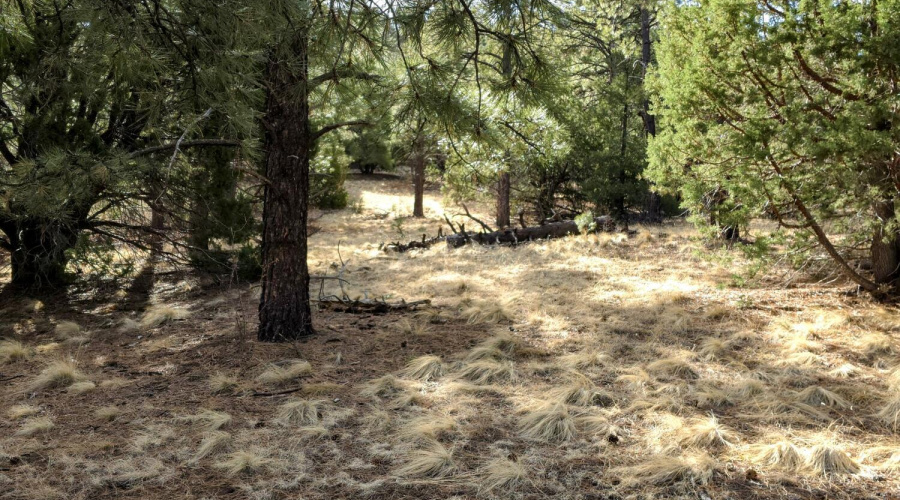 Lot 8 Red Cabin Ranch 13