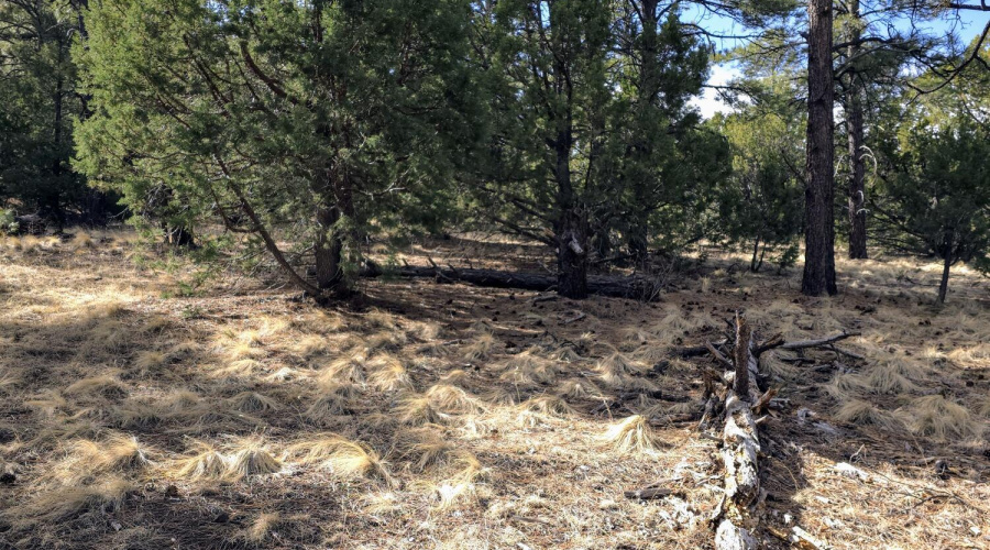 Lot 8 Red Cabin Ranch 14