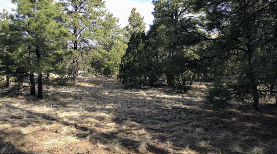 Lot 8 Red Cabin Ranch 16