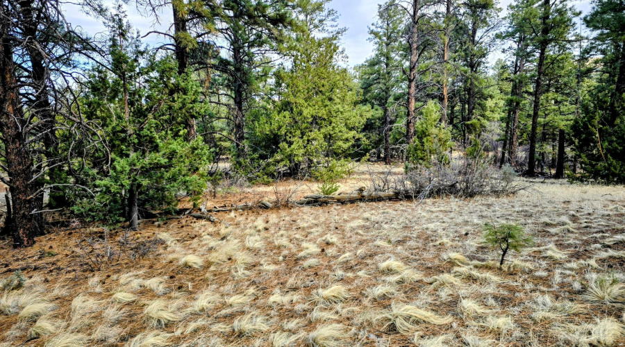 Lot 8 Red Cabin Ranch 26