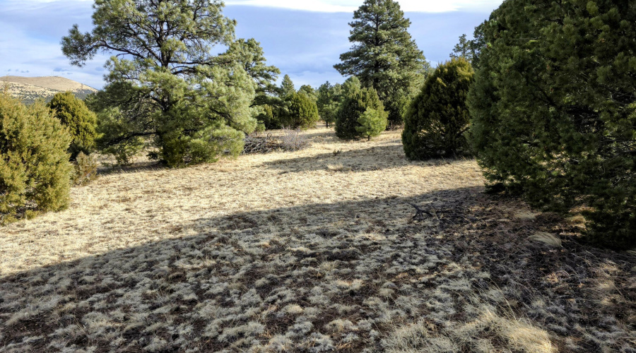 Lot 8 Red Cabin Ranch 5