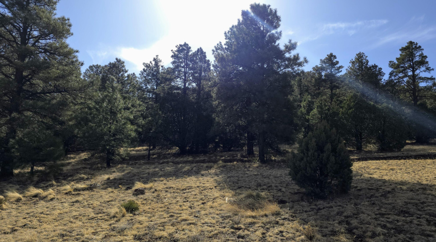 Lot 8 Red Cabin Ranch 8