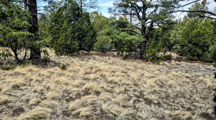 Lot 8 Red Cabin Ranch 25