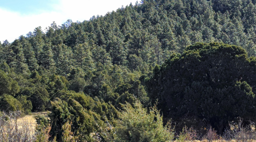 Lot 8 Red Cabin Ranch 35