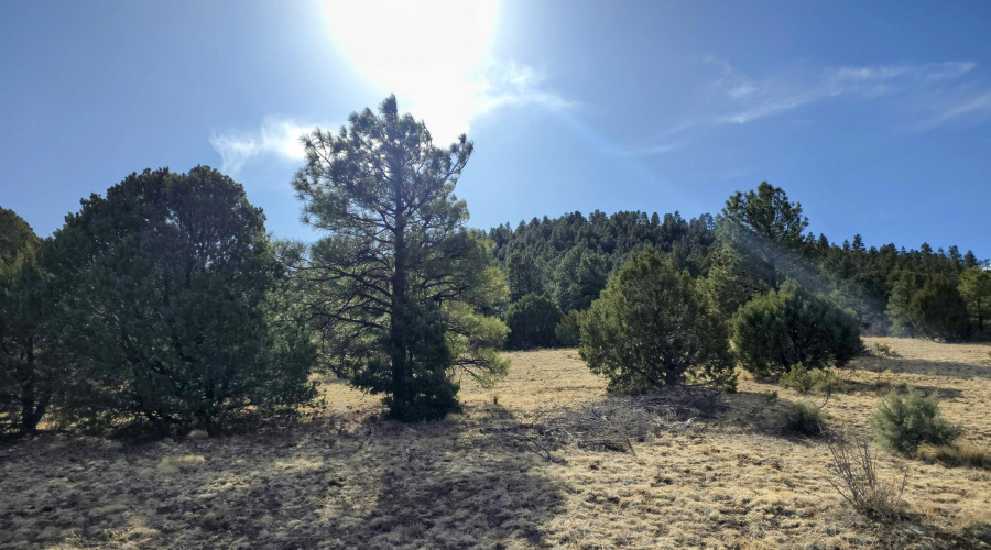 Lot 8 Red Cabin Ranch 2