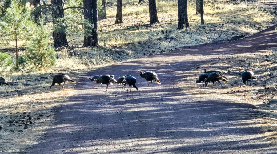 Lot 8 Red Cabin Ranch