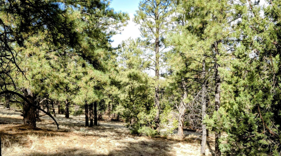 Lot 8 Red Cabin Ranch 31