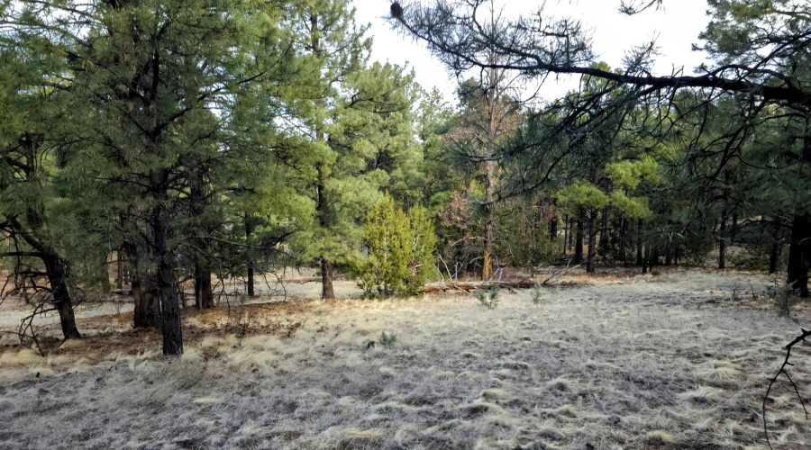 Lot 8 Red Cabin Ranch 28