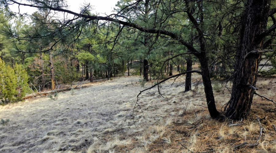 Lot 8 Red Cabin Ranch 29