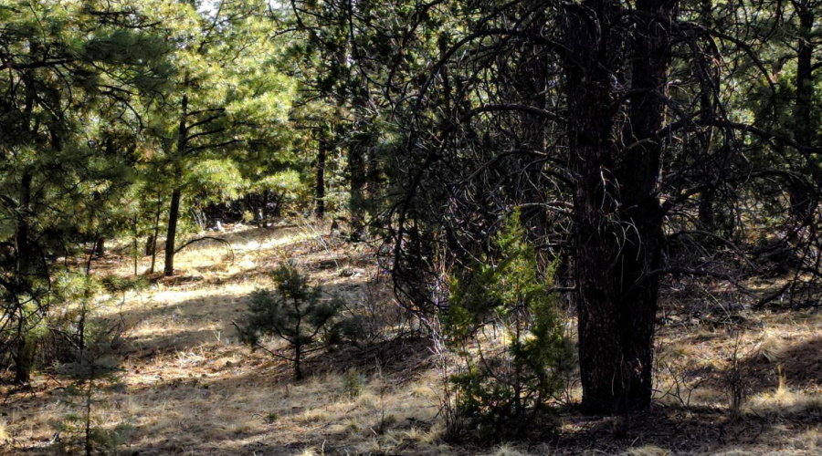 Lot 8 Red Cabin Ranch 23