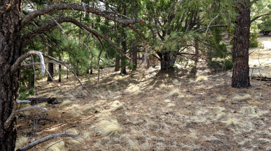 Lot 8 Red Cabin Ranch 15