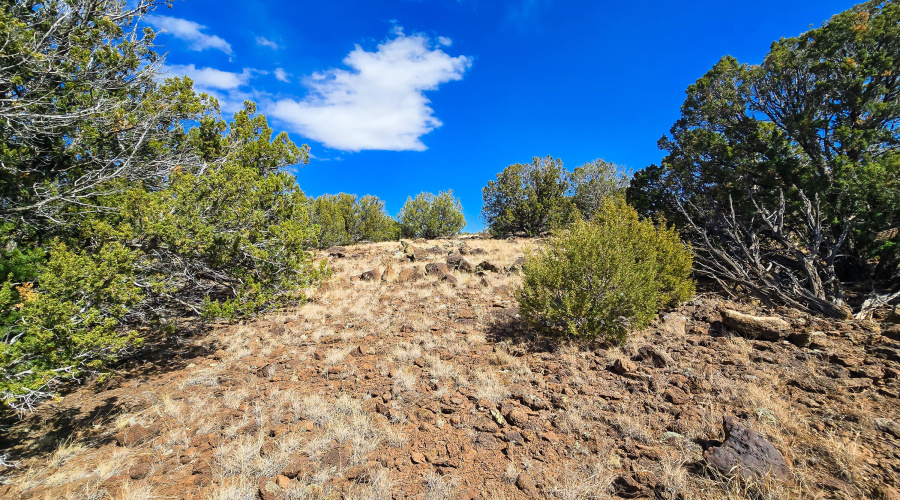 Mature Juniper Trees