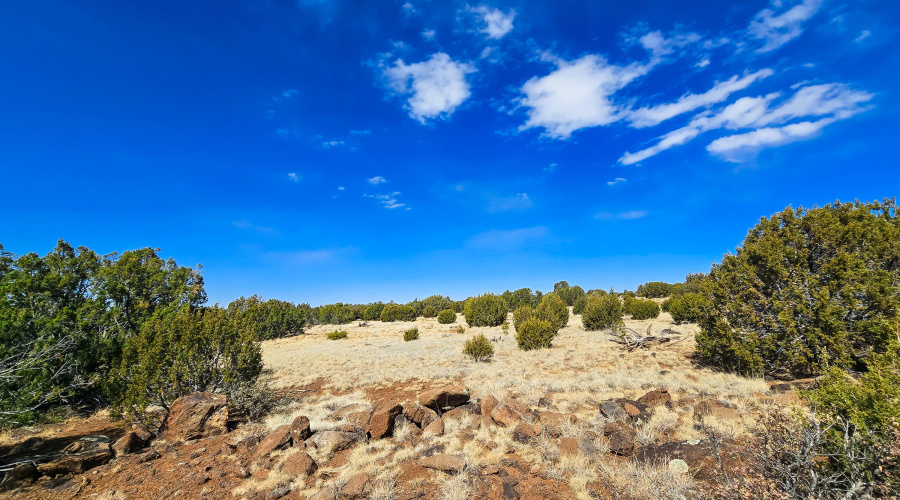 Young Junipers and Beautiful Sky
