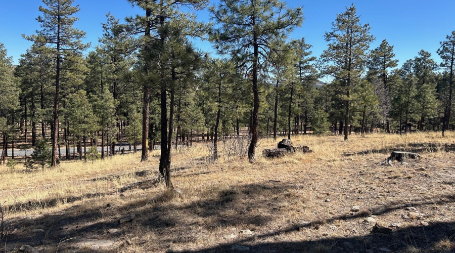 Beautifully timbered