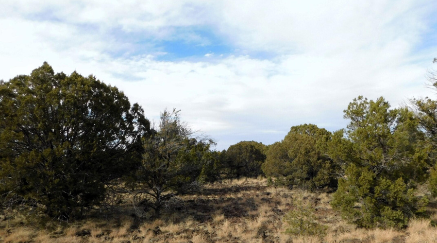 10 COUNTY ROAD 3071 VERNON, AZ 85940 ( A