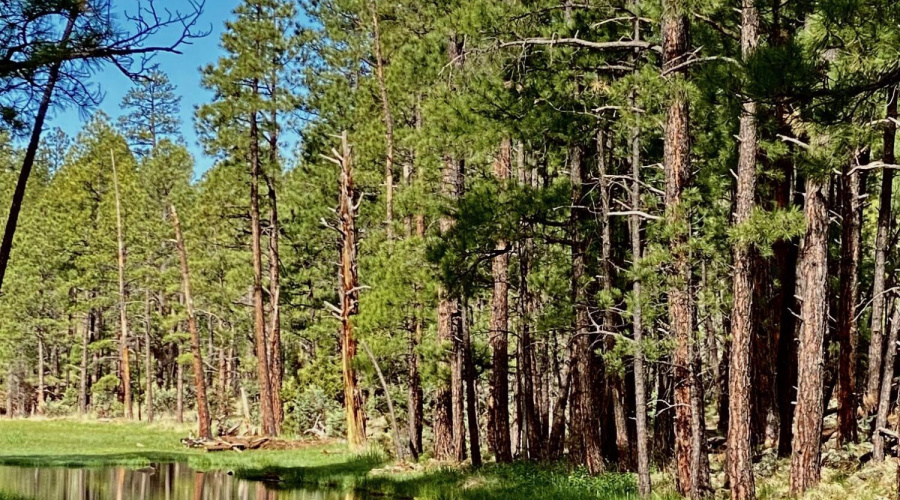 Trails In The White Mountains