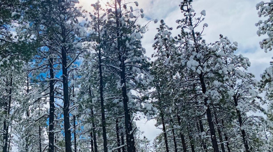 Snow In The White Mountains