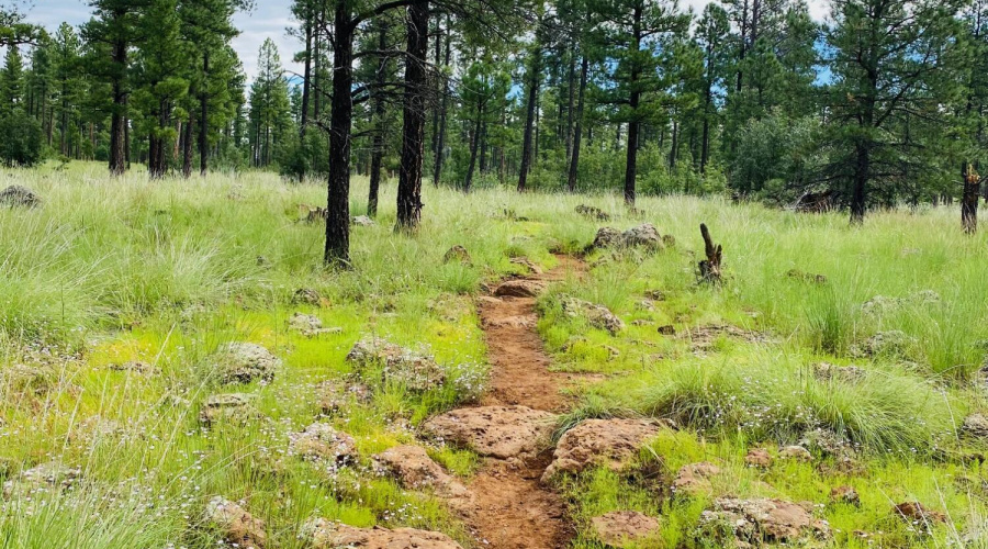 Trails In The White Mountains
