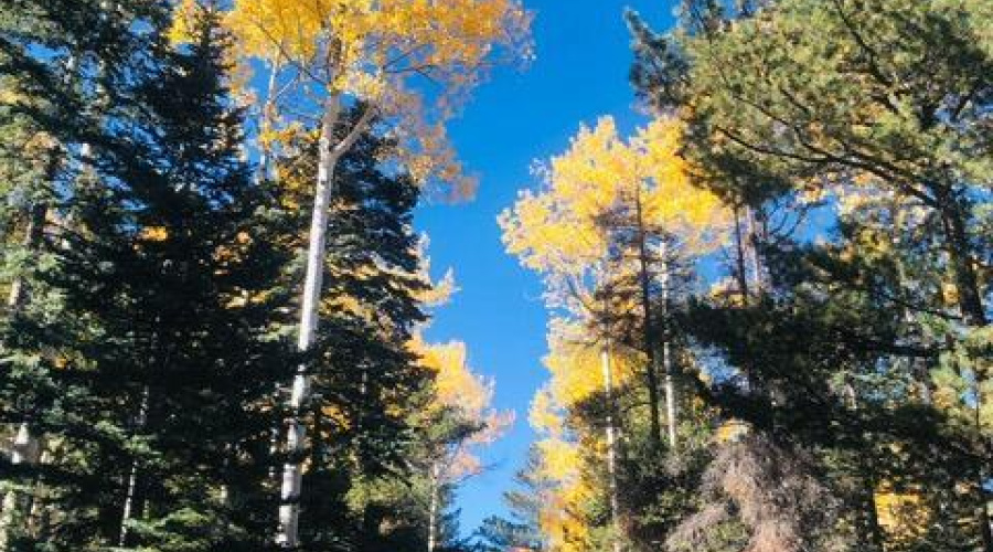Fall In The White Mountains
