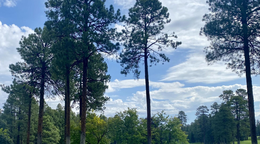 Golf In The White Mountains