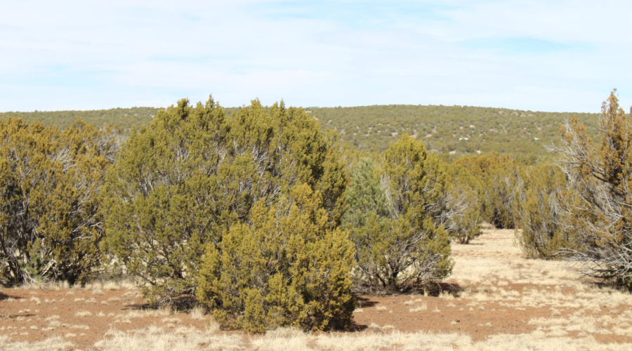 Jason Kempski SL Pines 6 (13)