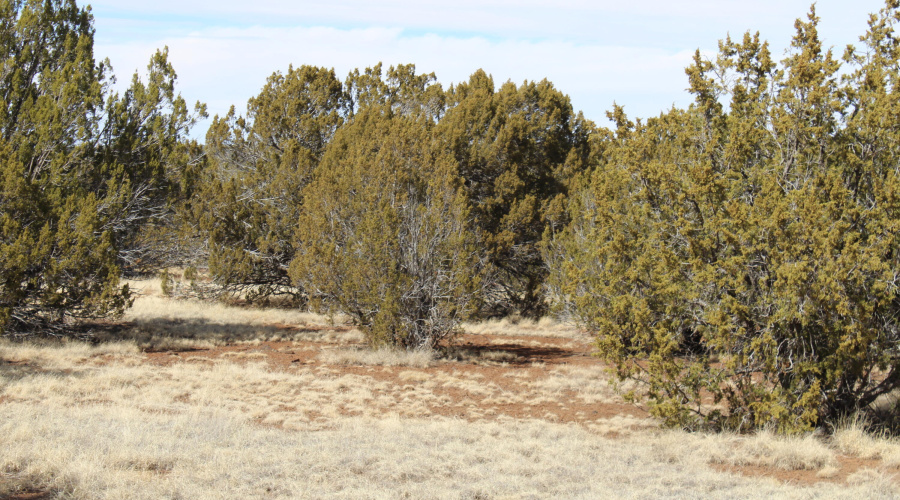 Jason Kempski SL Pines 6 (14)