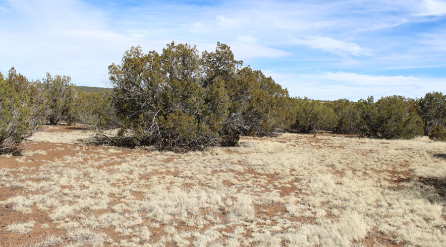 Jason Kempski SL Pines 6 (15)