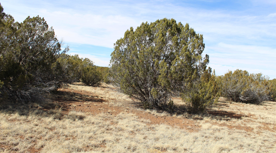 Jason Kempski SL Pines 6 (16)