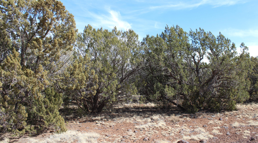 Jason Kempski SL Pines 6 (1)