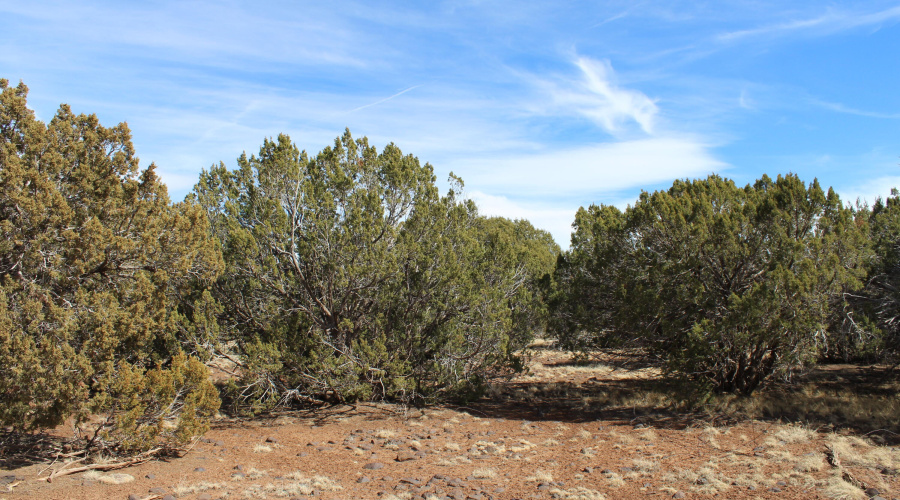 Jason Kempski SL Pines 6 (2)