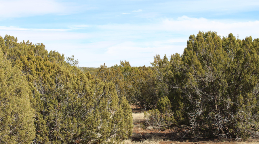 Jason Kempski SL Pines 6 (9)