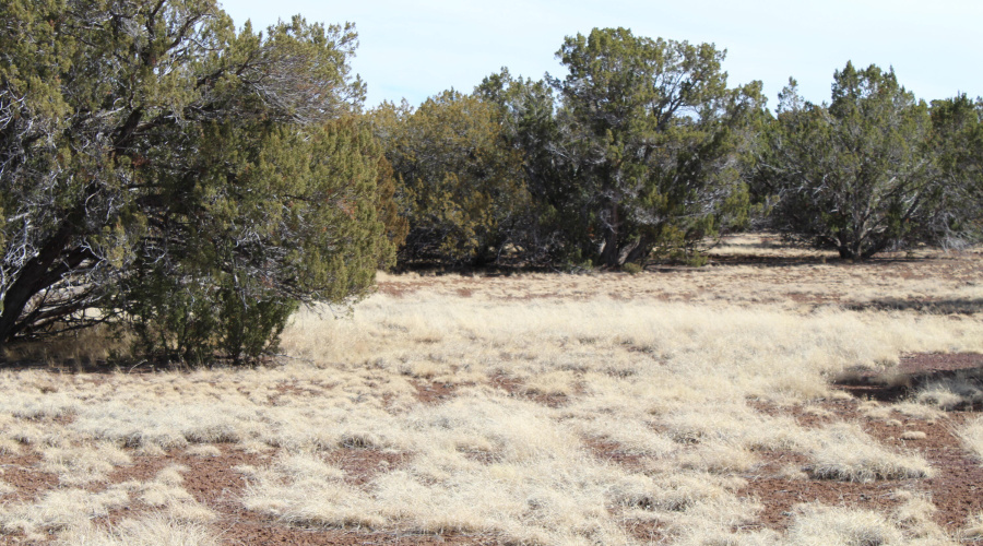 Jason Kempski SL Pines 6 (12)