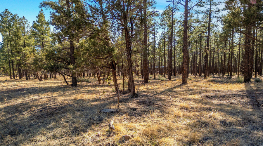 Tall ponderosa pines