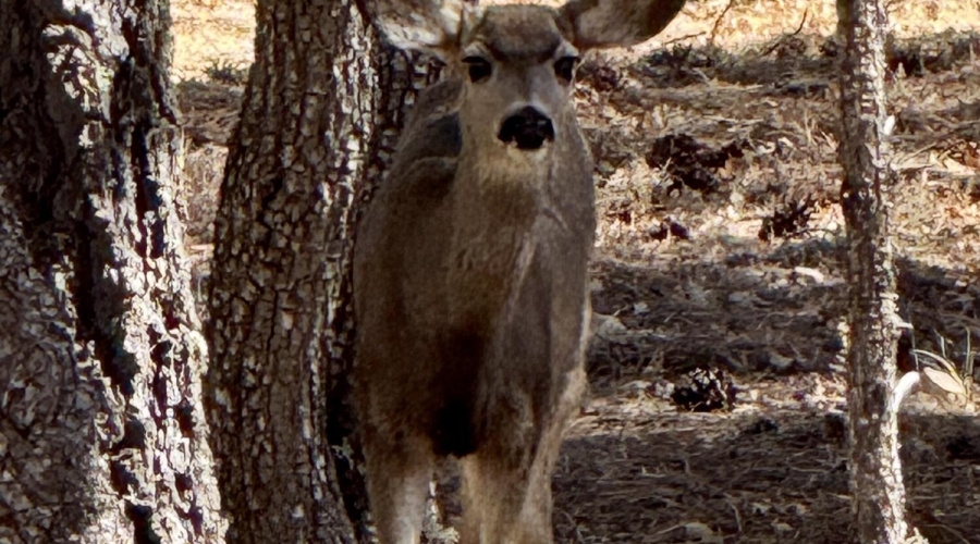 Neighborhood wildlife