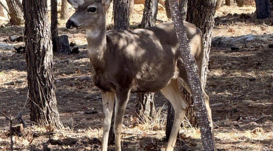Neighborhood wildlife in front