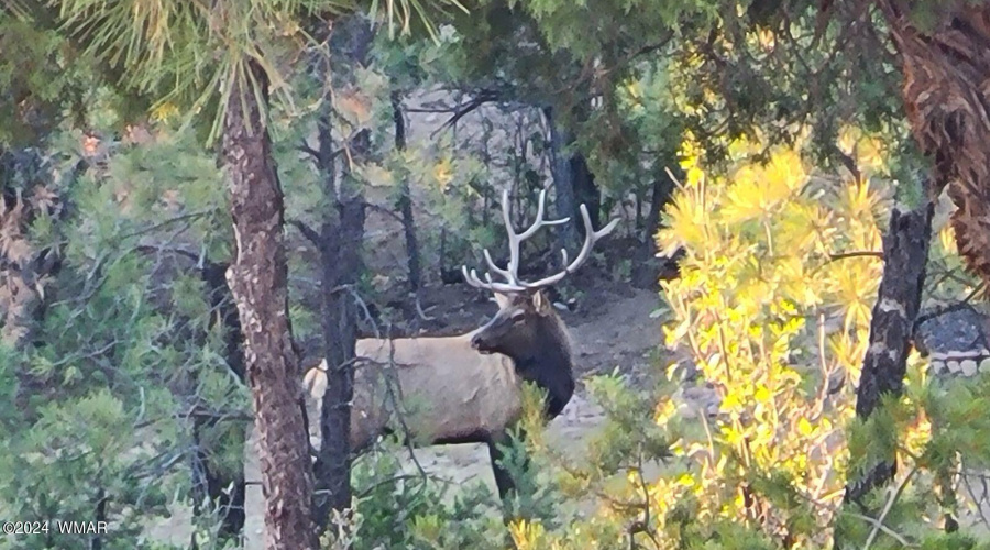 Mr. elk