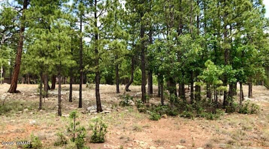 IMG_20250421_151845 (1)