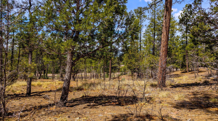 2501PineWoodLn-Pinetop-AZ-15