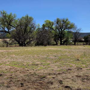 pasture