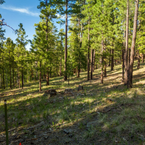 Parcel10257022-Greer-AZ-Summer-2