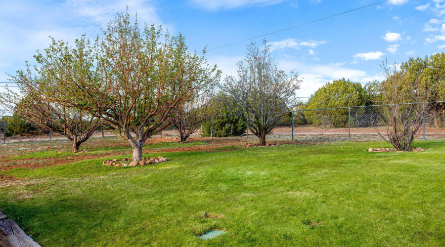 Gorgeous trees and frontyard