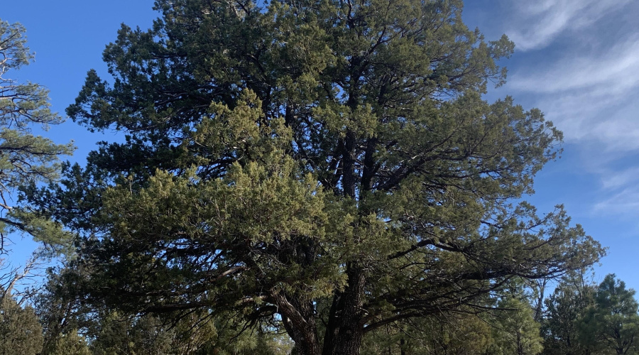 Huge Juniper