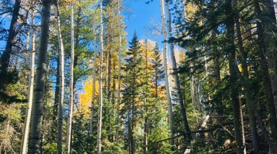 Fall In The White Mountains