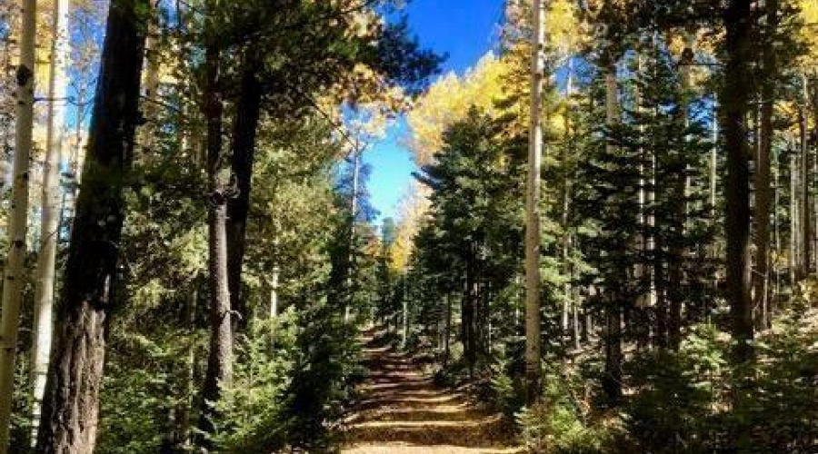 Fall In The White Mountains