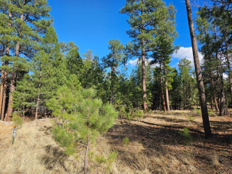 1967 Sugar Pine Drive, Happy Jack, Arizona 86024, ,Land,For Sale,Sugar Pine,92071